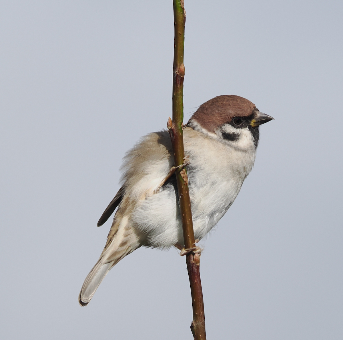 麻雀 - ML643027744