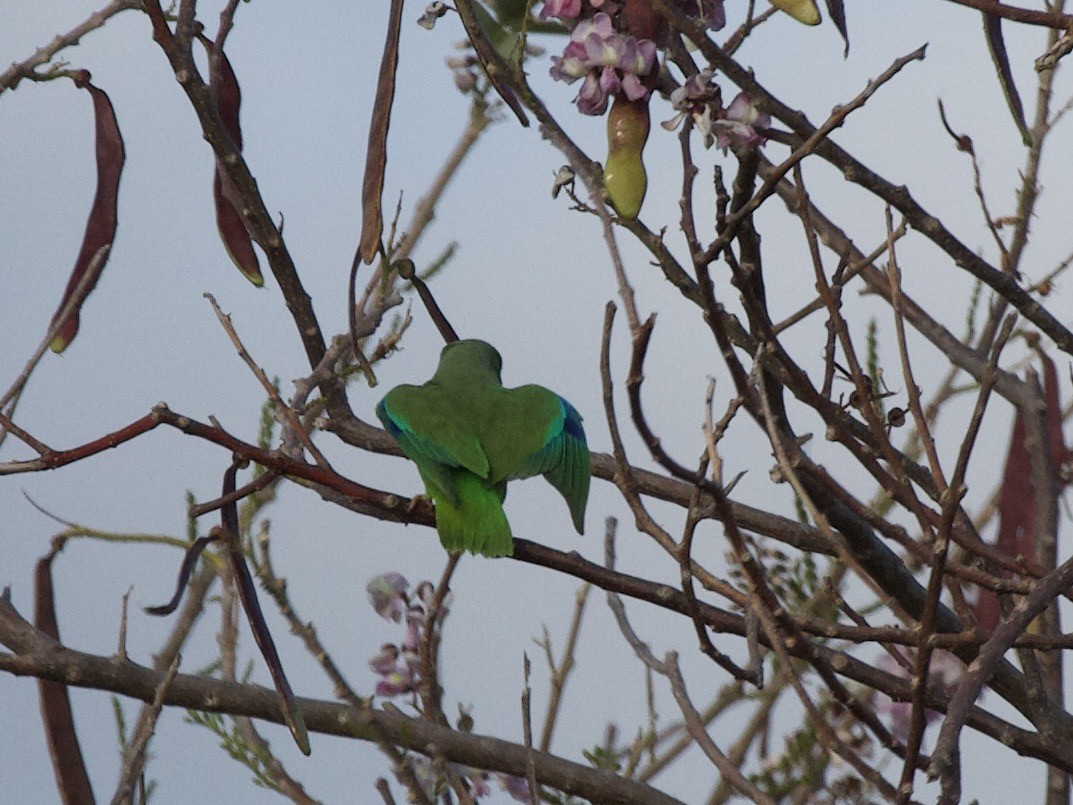 Green-rumped Parrotlet - ML643027747