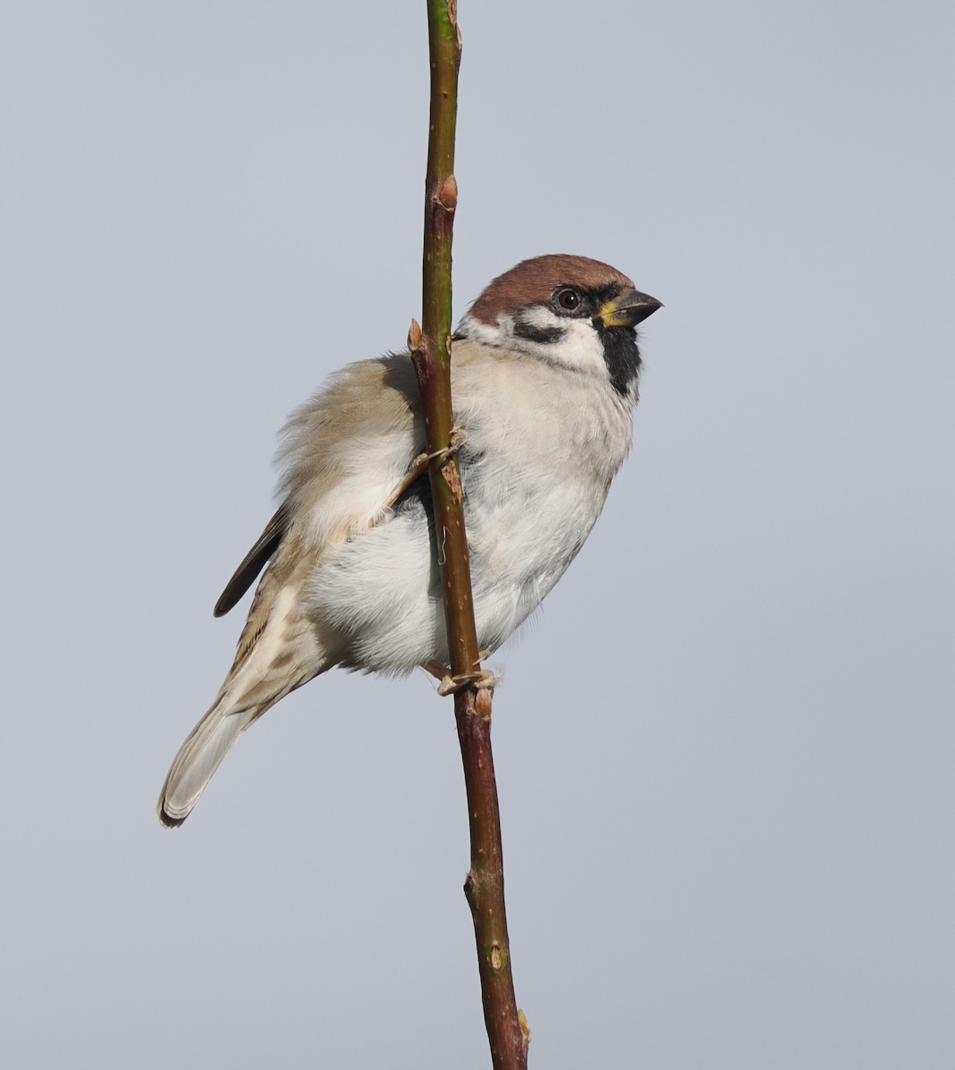 麻雀 - ML643027748