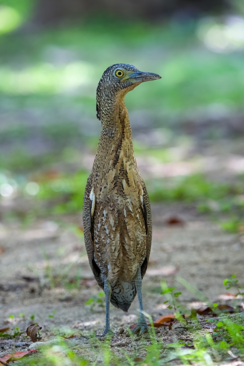 Malayan Night Heron - ML643027782