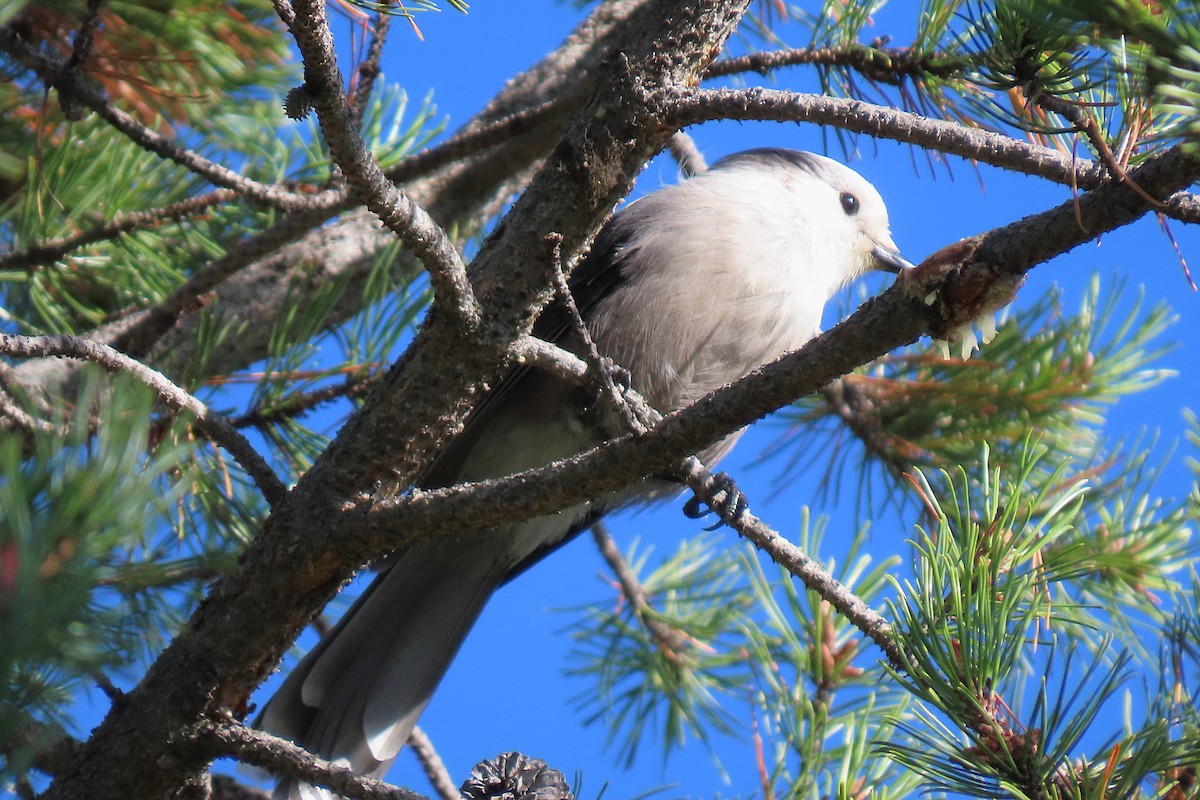 Canada Jay - ML643027792