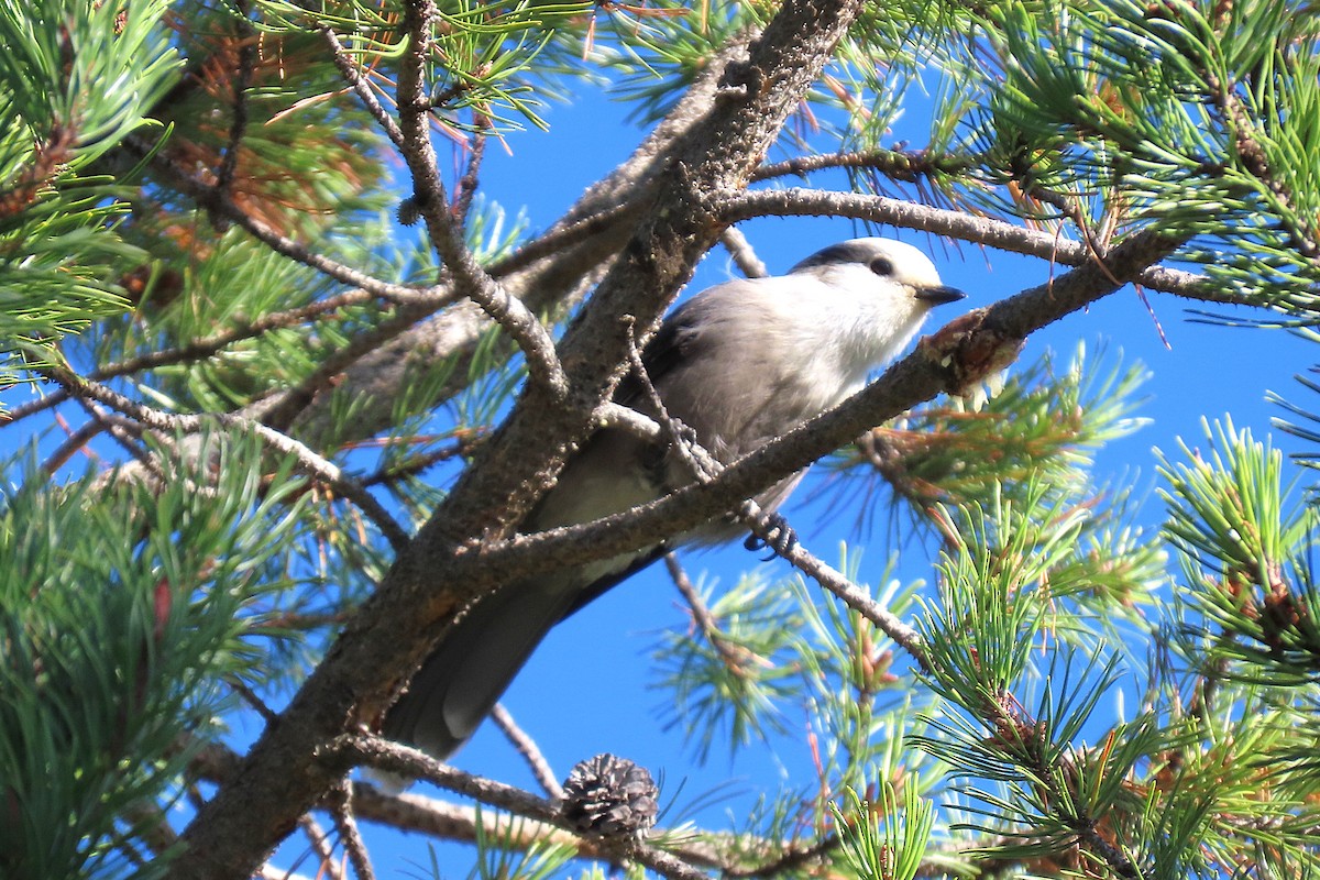 Canada Jay - ML643027793
