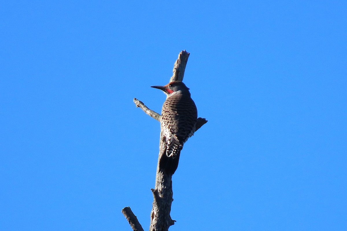 Northern Flicker - ML643027798