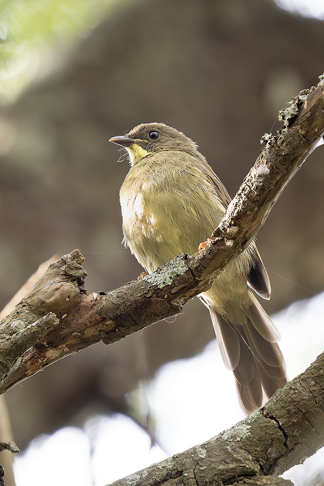 Yellow-whiskered Greenbul - ML643027800
