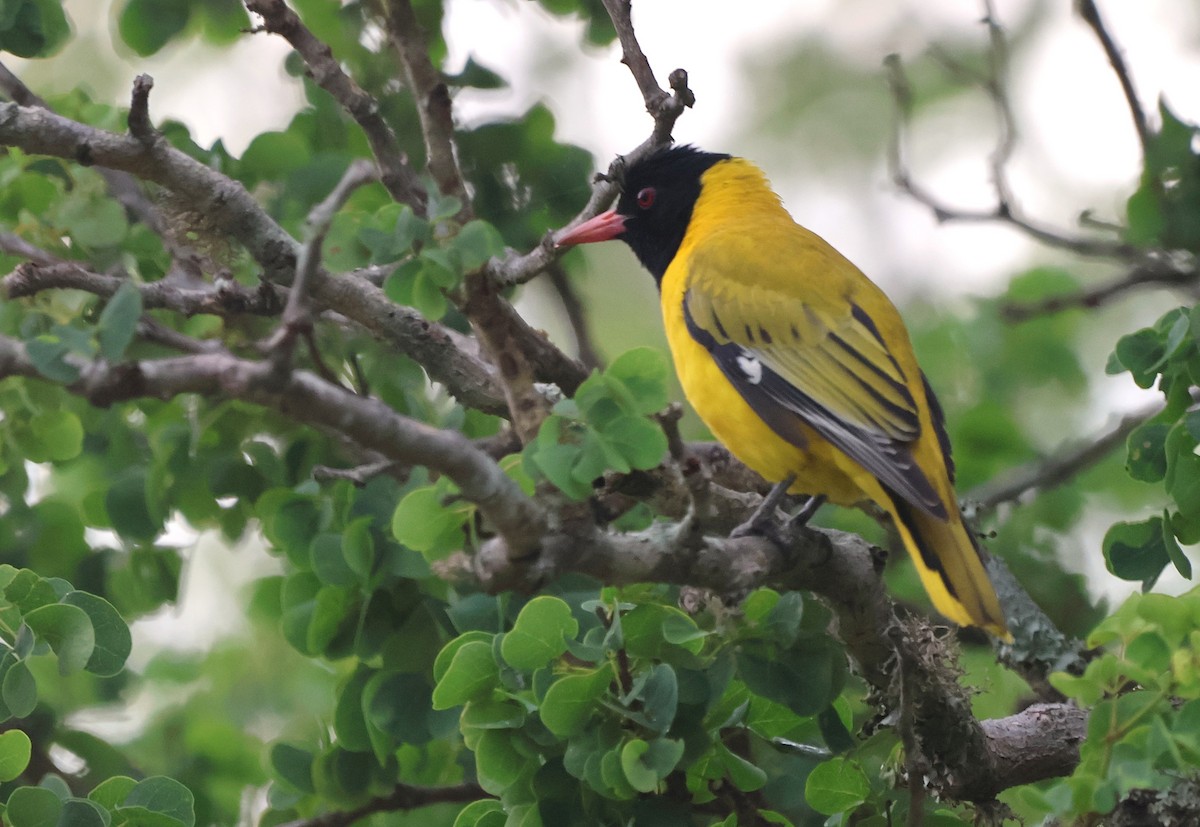African Black-headed Oriole - ML643027802