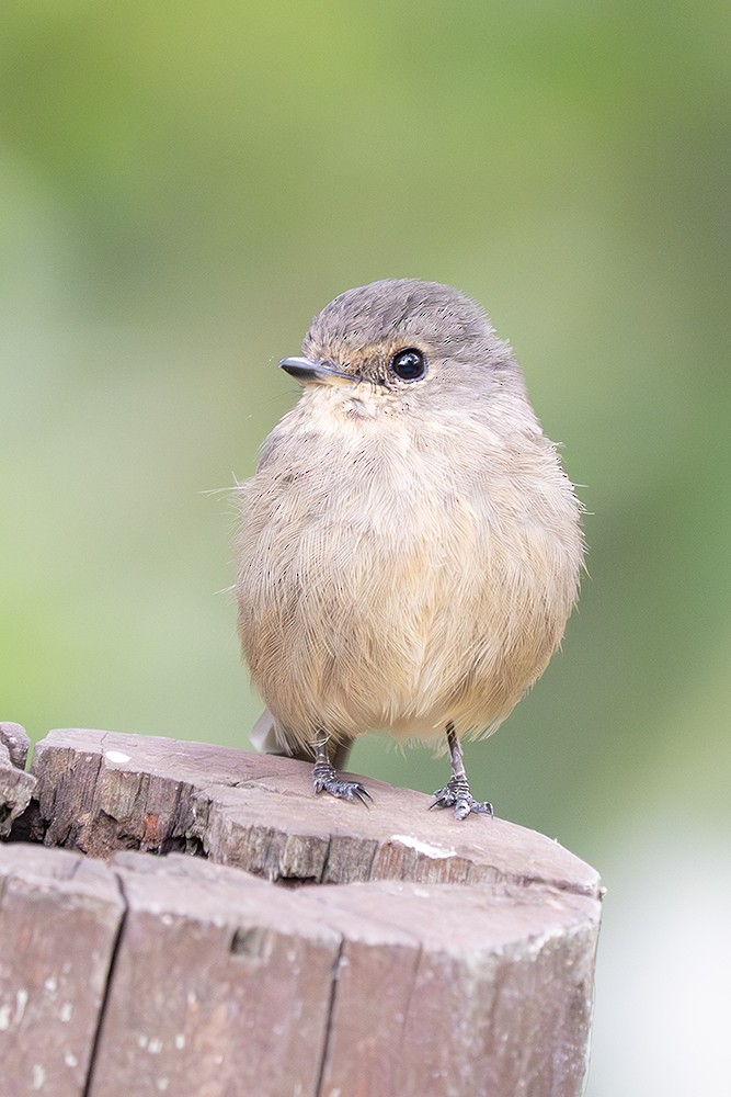 African Dusky Flycatcher - ML643027803