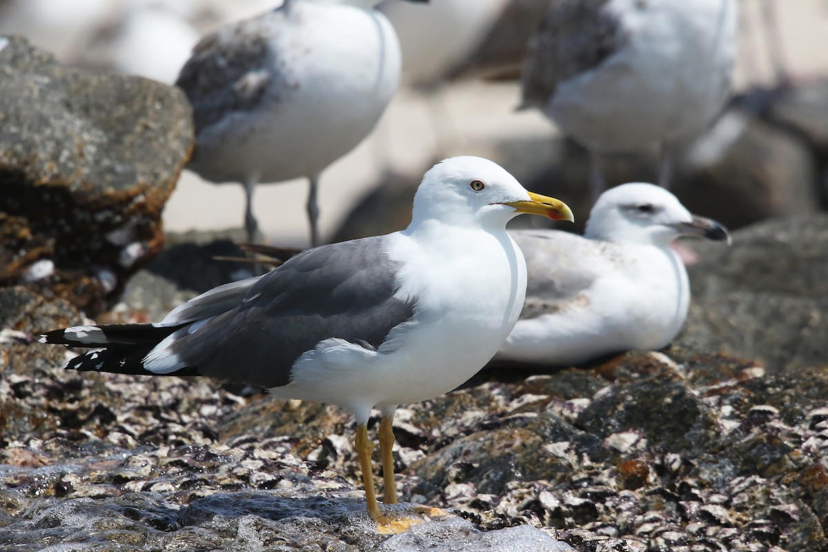 Lesser Black-backed Gull (Heuglin's) - ML643027809