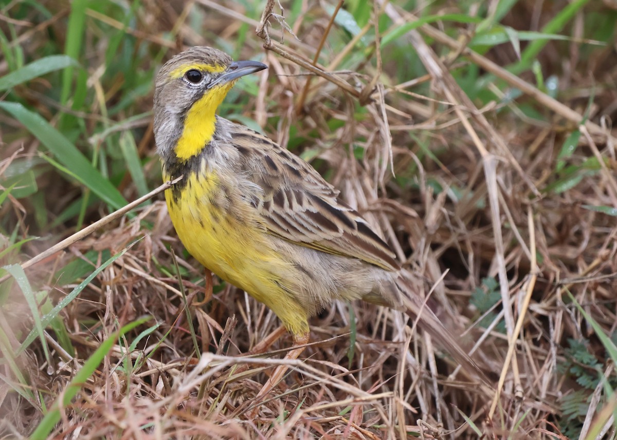 Yellow-throated Longclaw - ML643027818