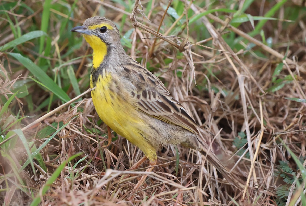 Yellow-throated Longclaw - ML643027825