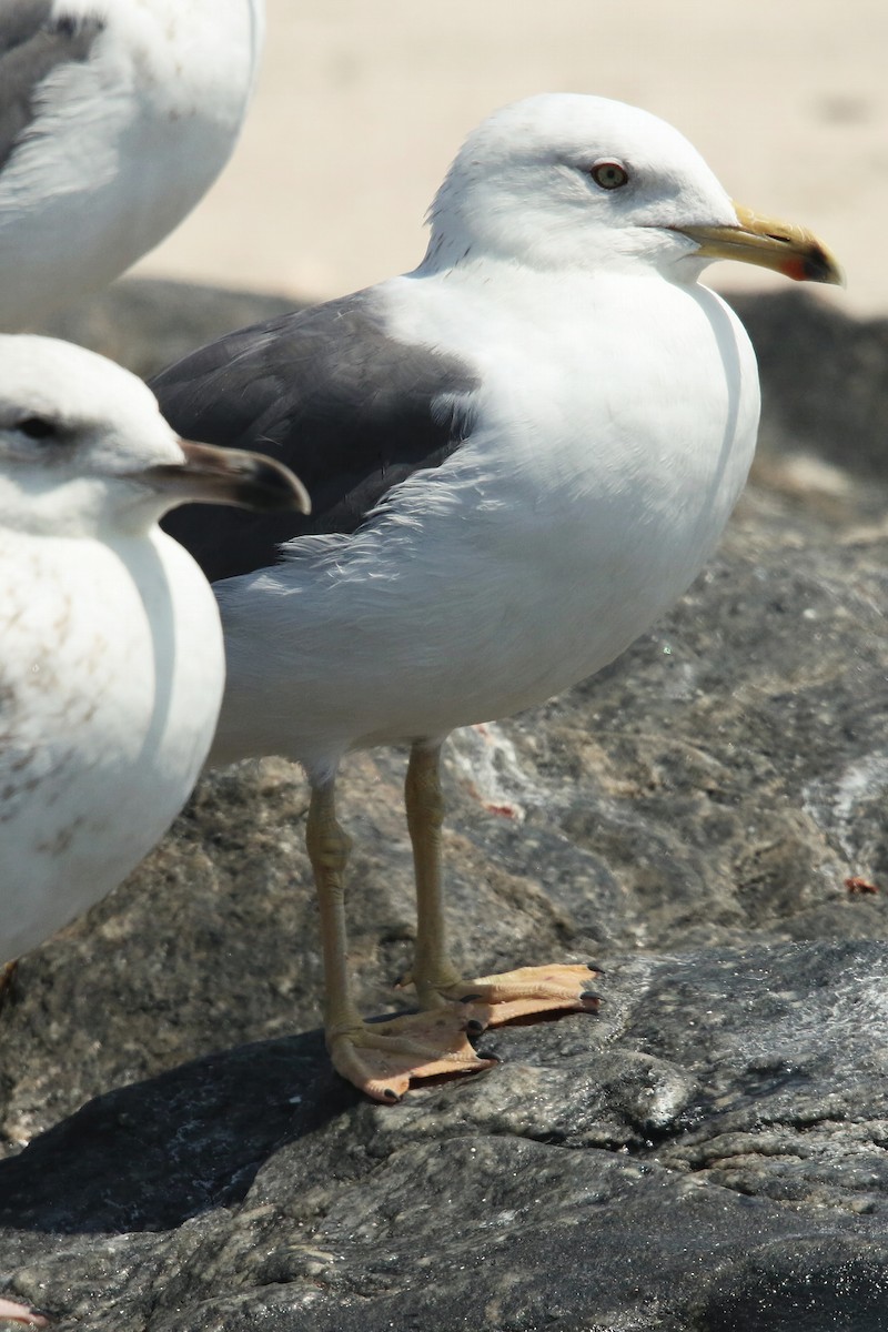 Lesser Black-backed Gull (Heuglin's) - ML643027832