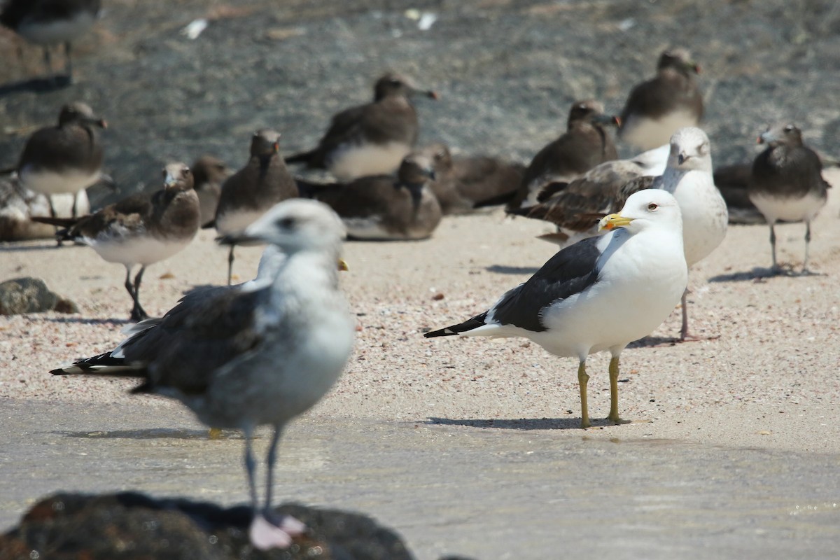 Lesser Black-backed Gull (Heuglin's) - ML643027842