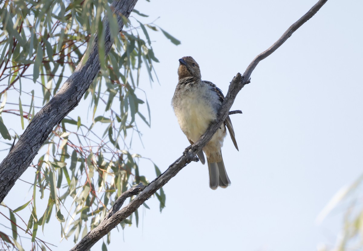 Spotted Bowerbird - ML643027861