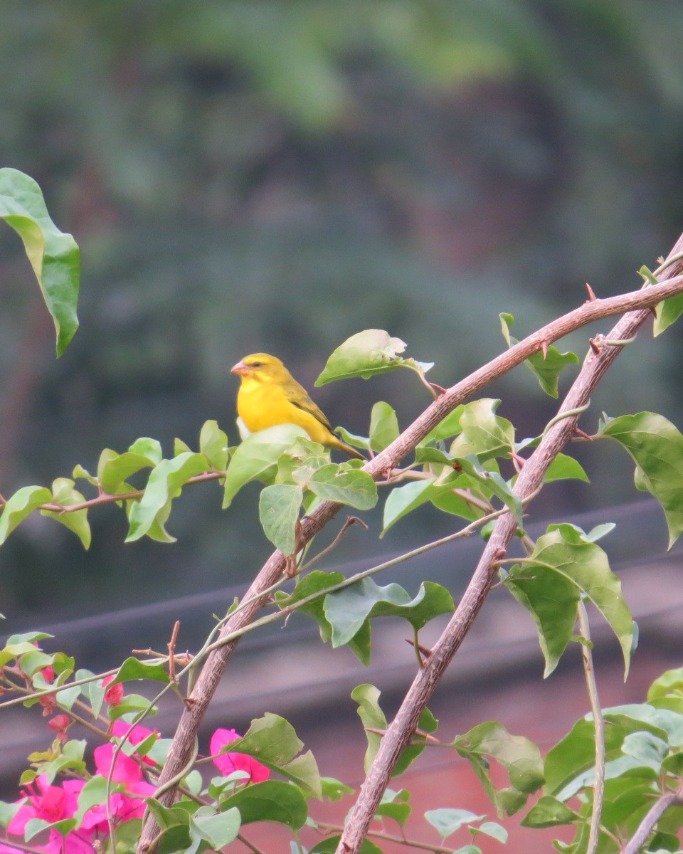 Brimstone Canary - ML643027887