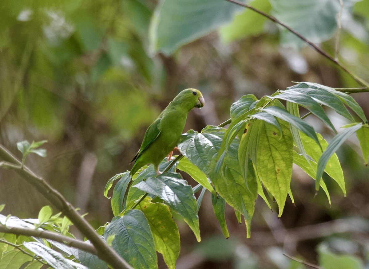 Green-rumped Parrotlet - ML643027892