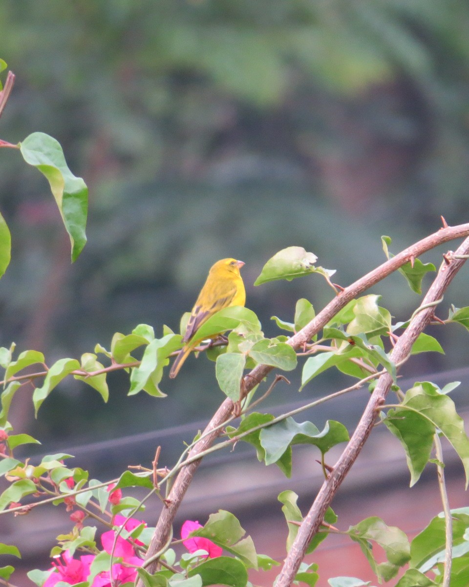 Brimstone Canary - ML643027895
