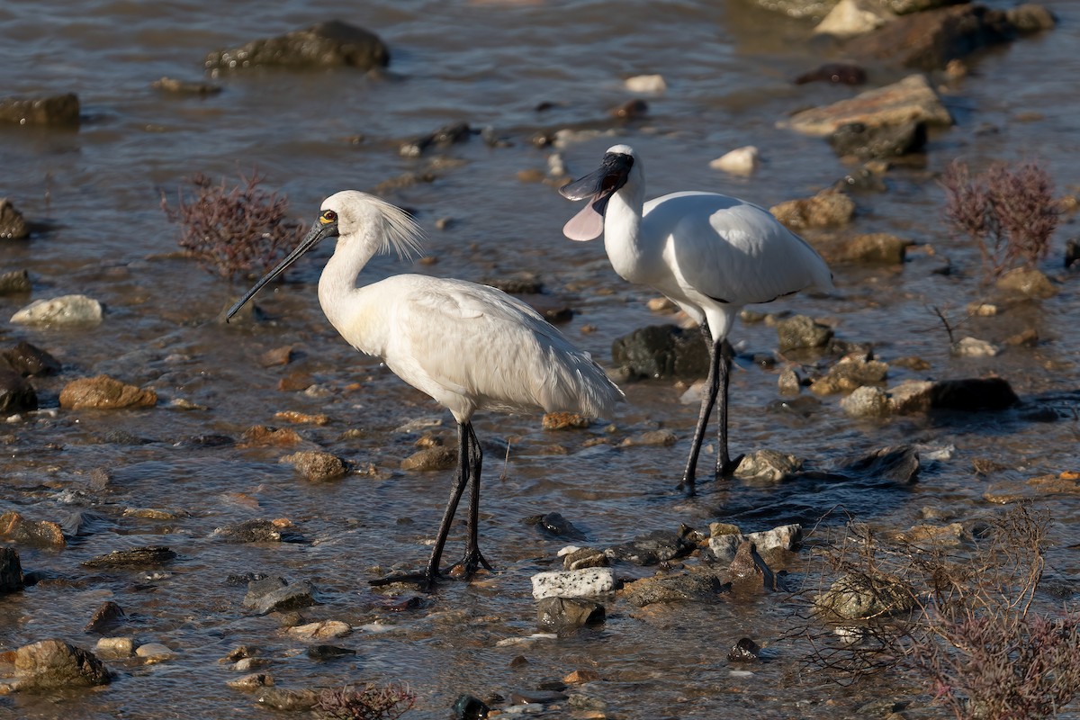 黑面琵鷺 - ML643027911