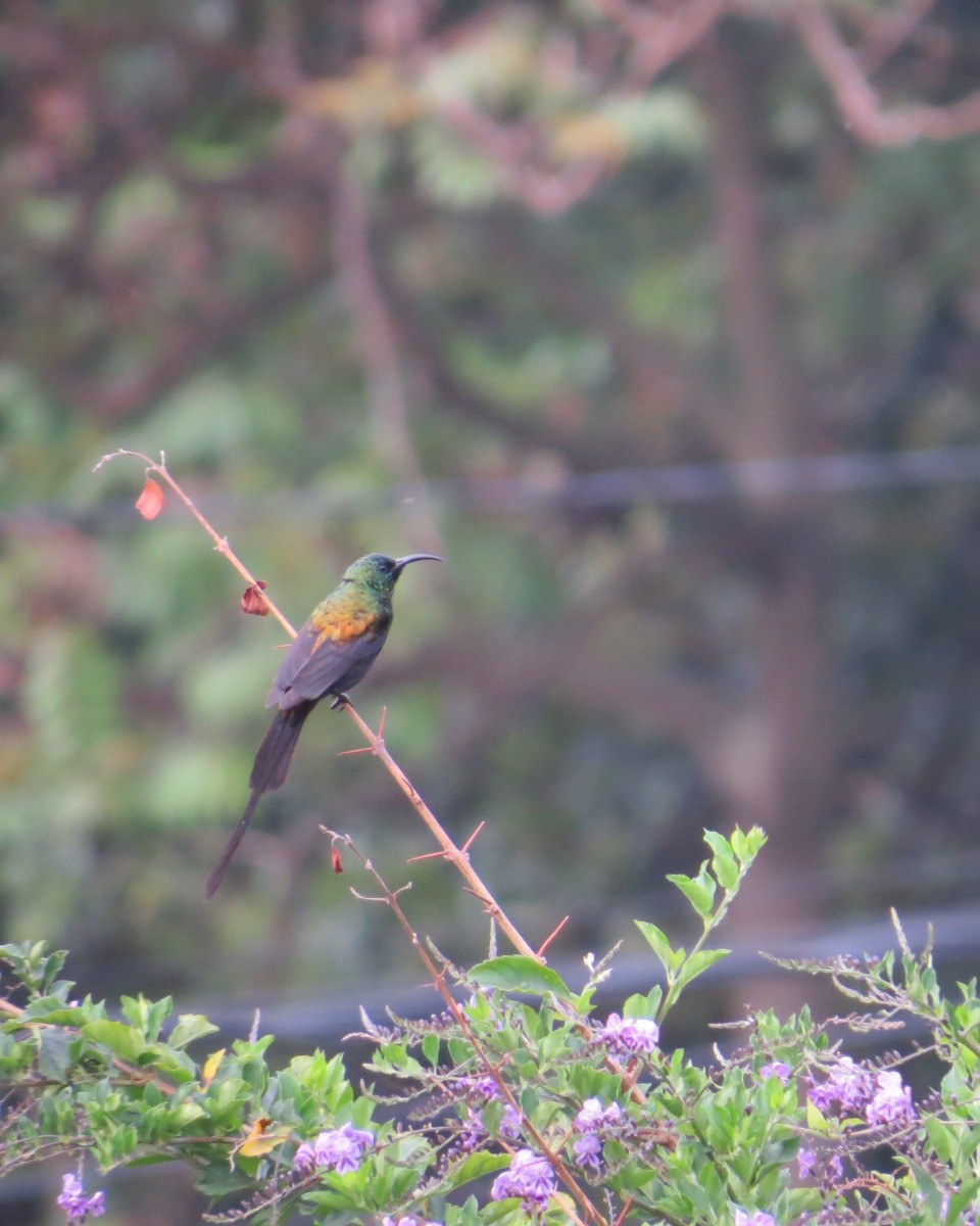 Bronze Sunbird - ML643027915