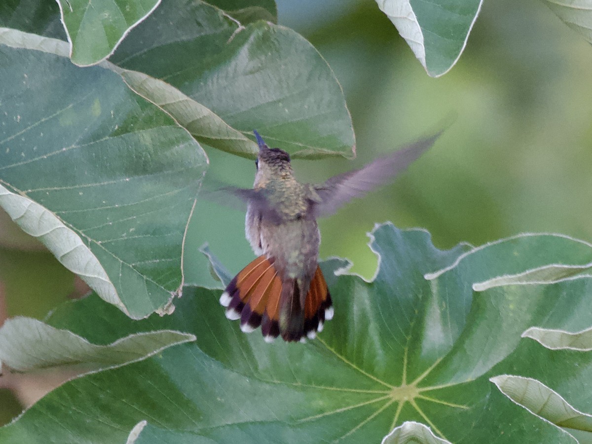 Ruby-topaz Hummingbird - ML643027920