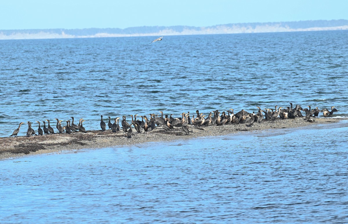 Great/Double-crested Cormorant - ML643027921