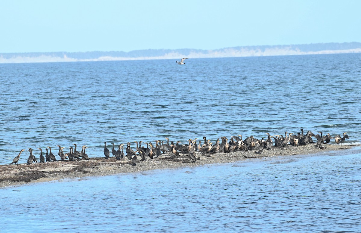 Great/Double-crested Cormorant - ML643027923