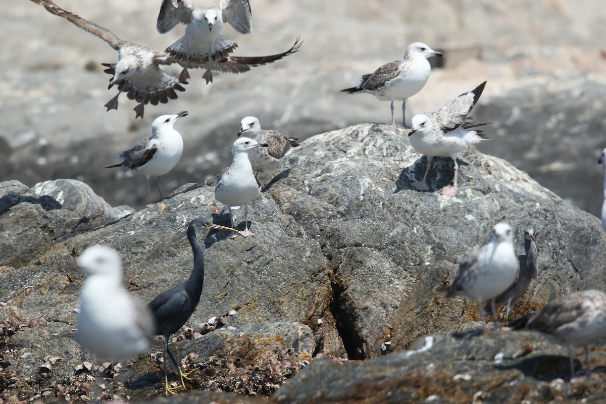 Lesser Black-backed Gull (Heuglin's) - ML643027929