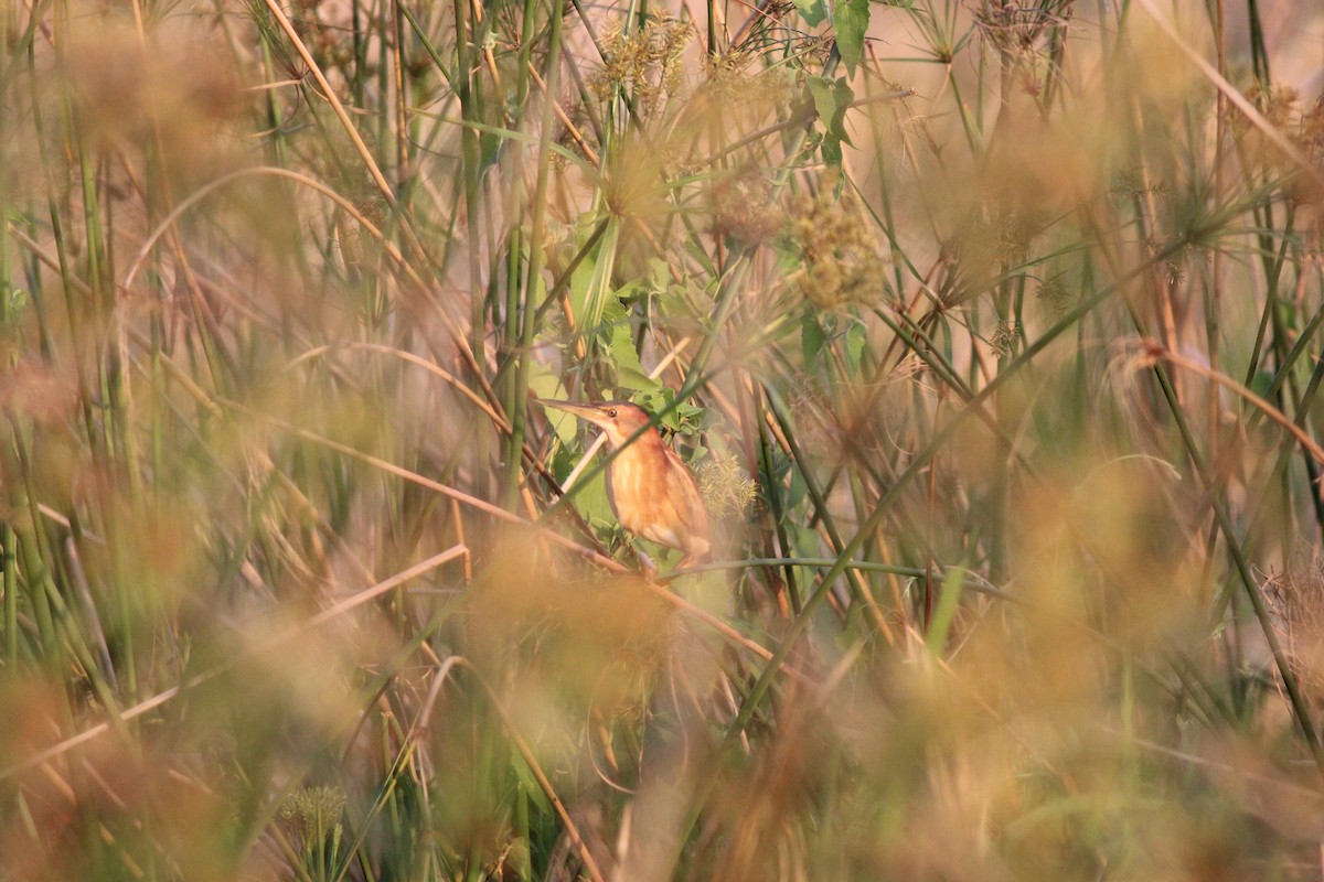 Least Bittern - ML643027930