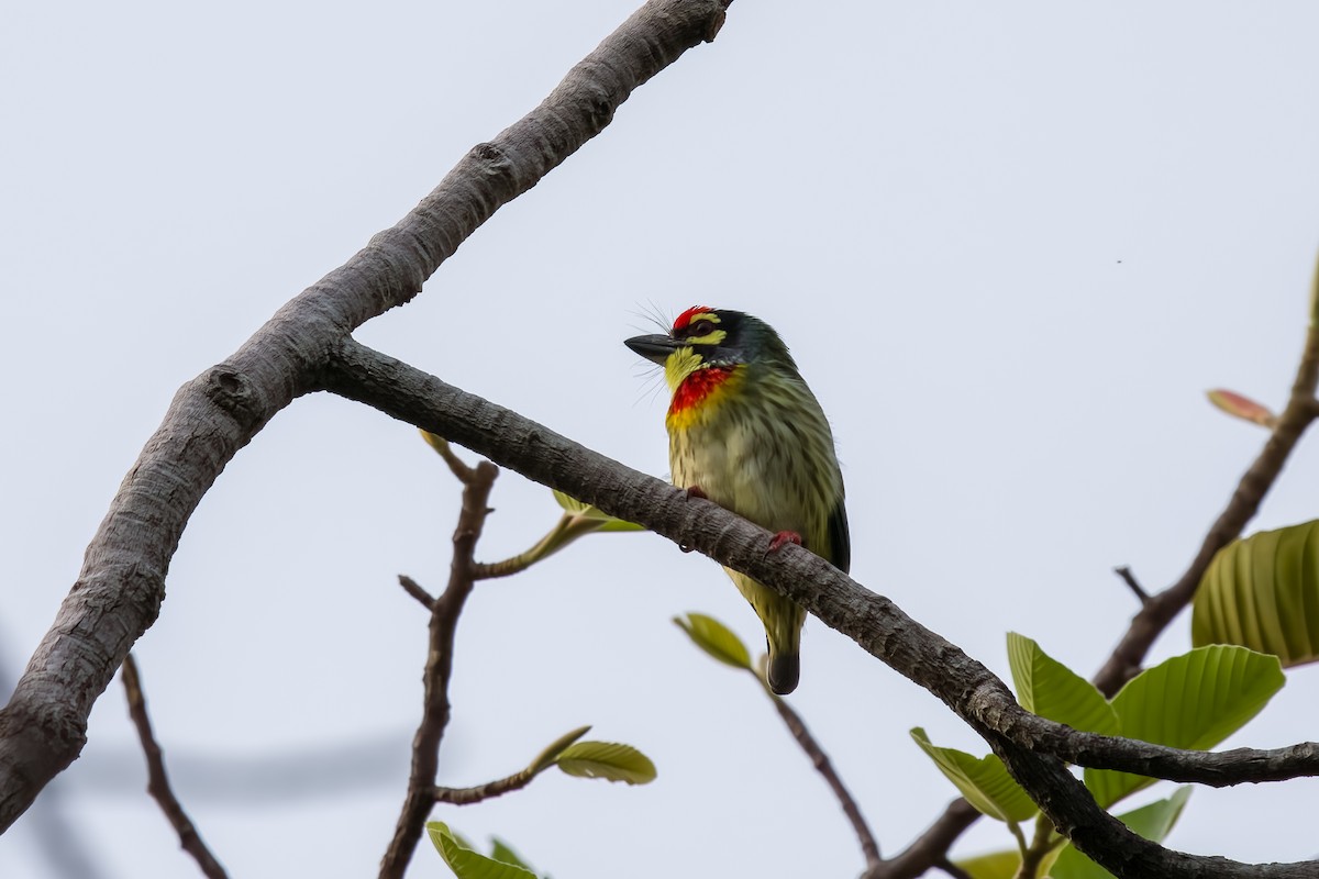 Coppersmith Barbet - ML643027931