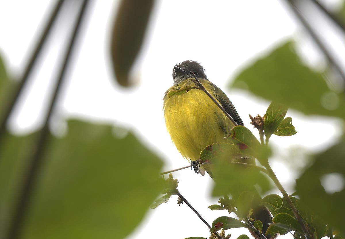 Dusky-chested Flycatcher - ML643027934