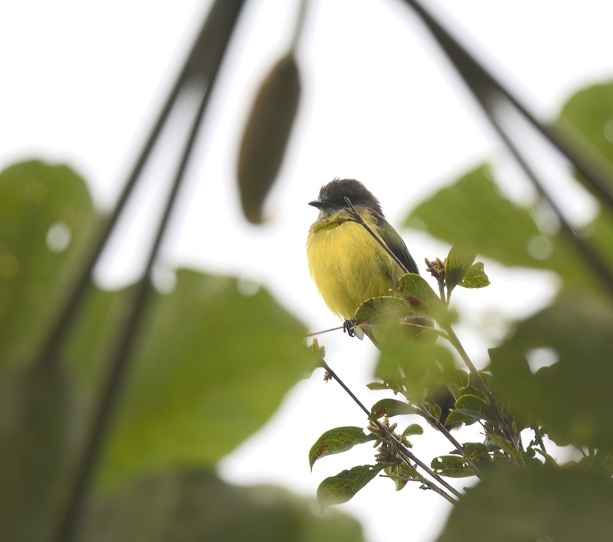 Dusky-chested Flycatcher - ML643027935
