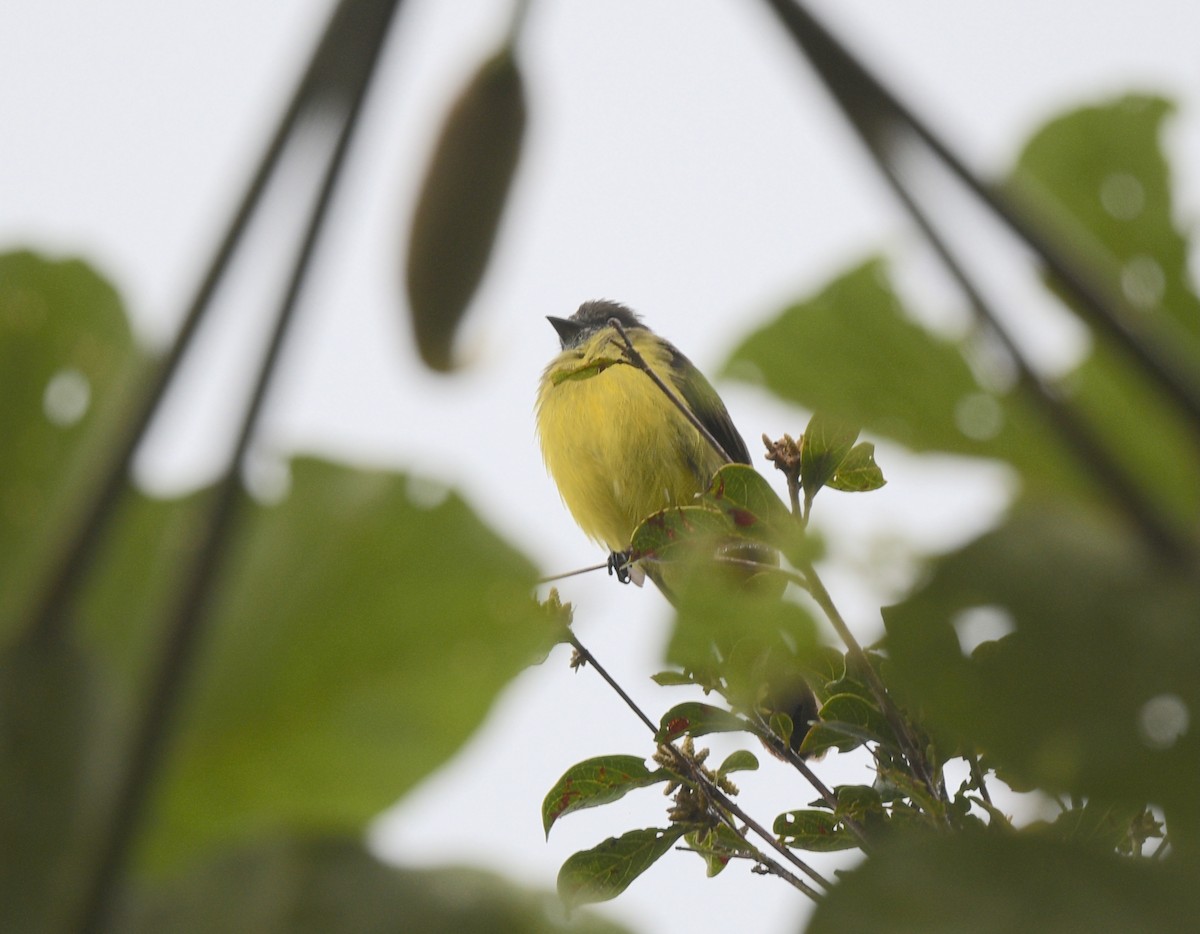 Dusky-chested Flycatcher - ML643027937