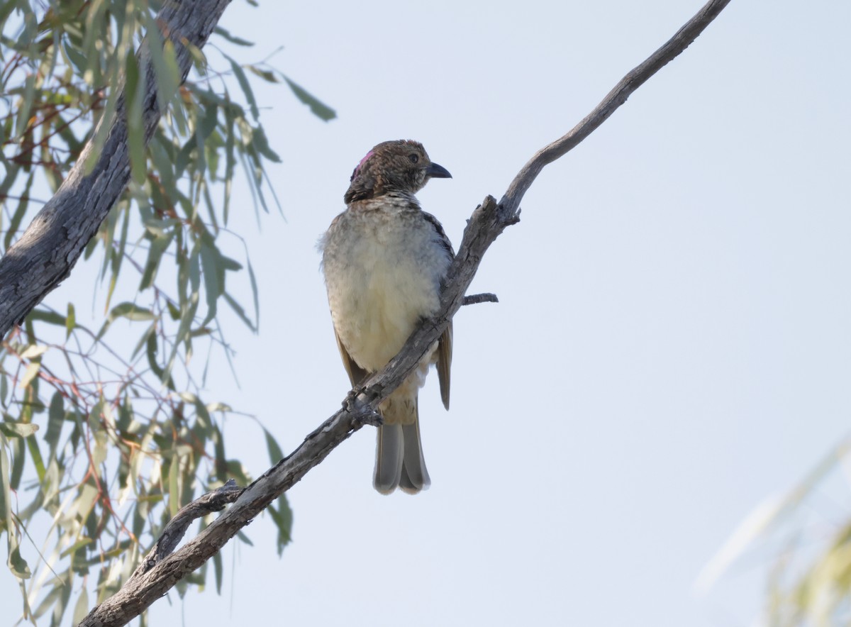 Spotted Bowerbird - ML643027947