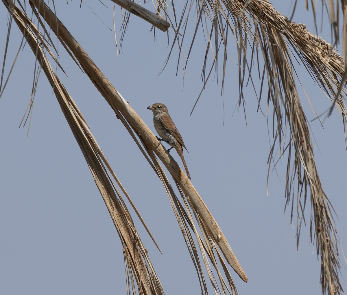 Улбар нуруут дунхай - ML643027958