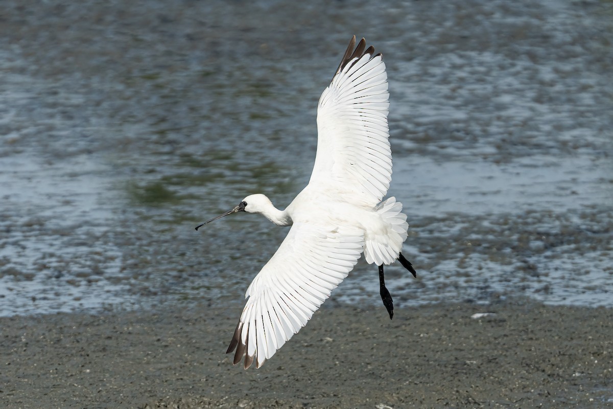黑面琵鷺 - ML643027962
