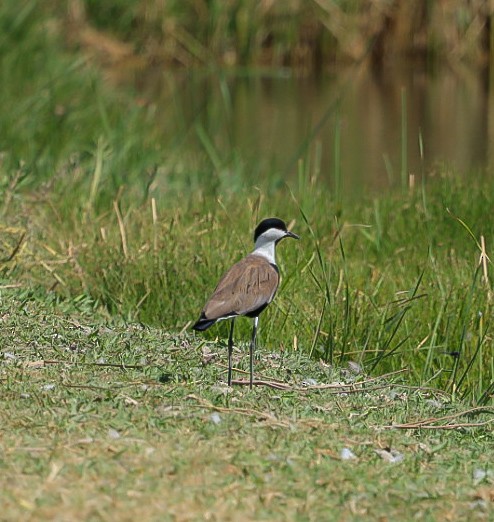 Spur-winged Lapwing - ML643027967