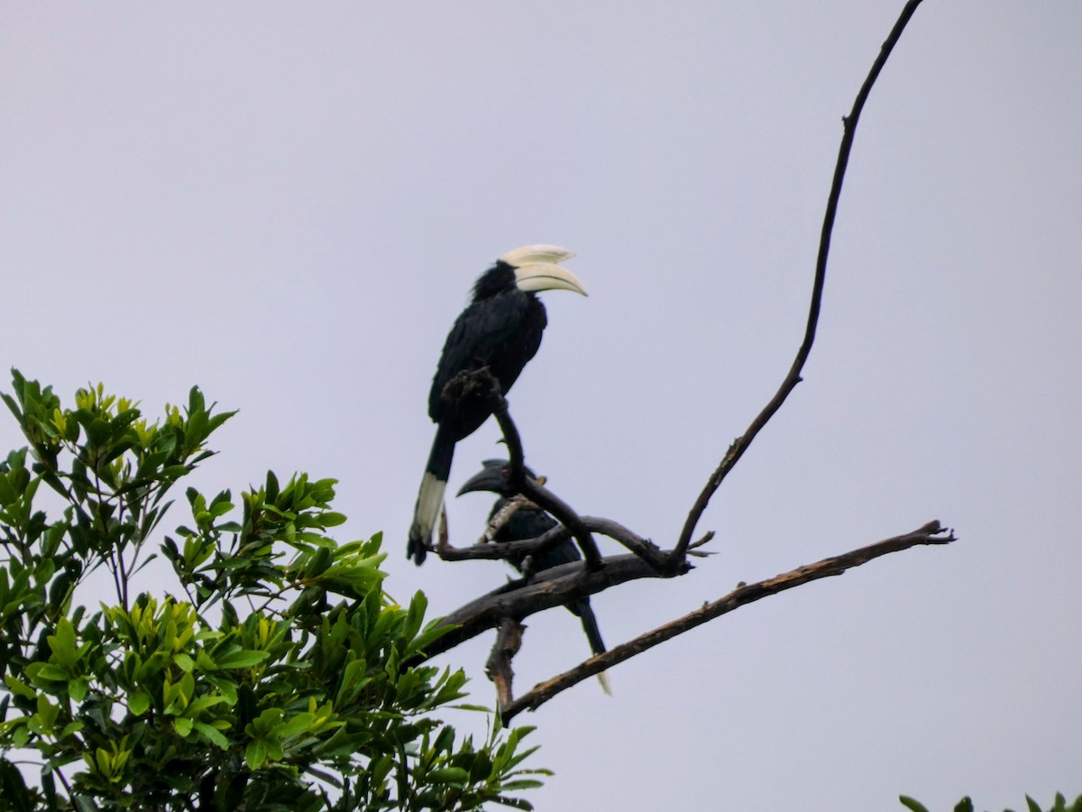 zoborožec malajský - ML643028027