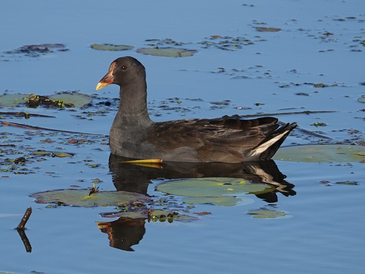 Dusky Moorhen - ML643028039
