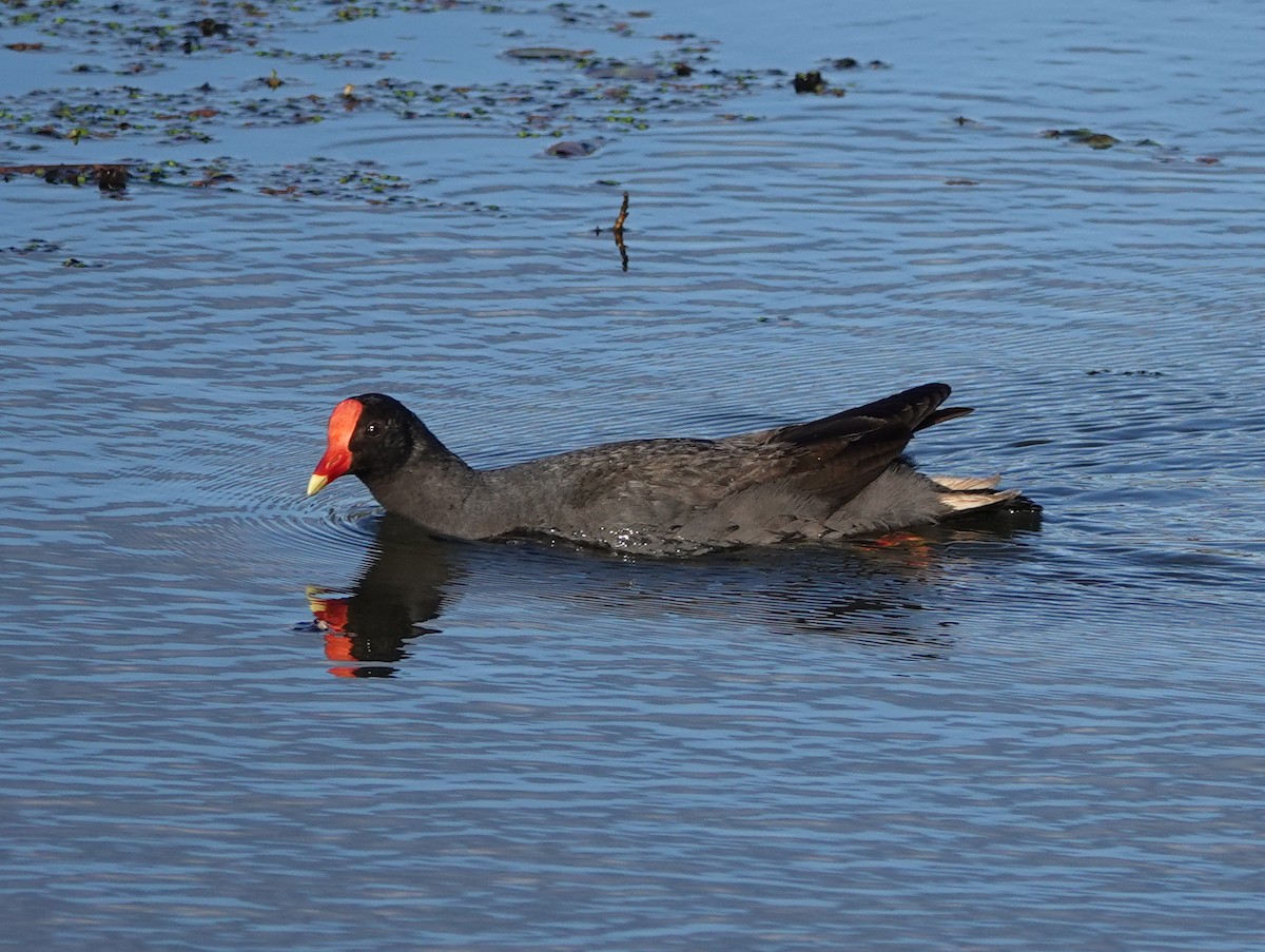Dusky Moorhen - ML643028040