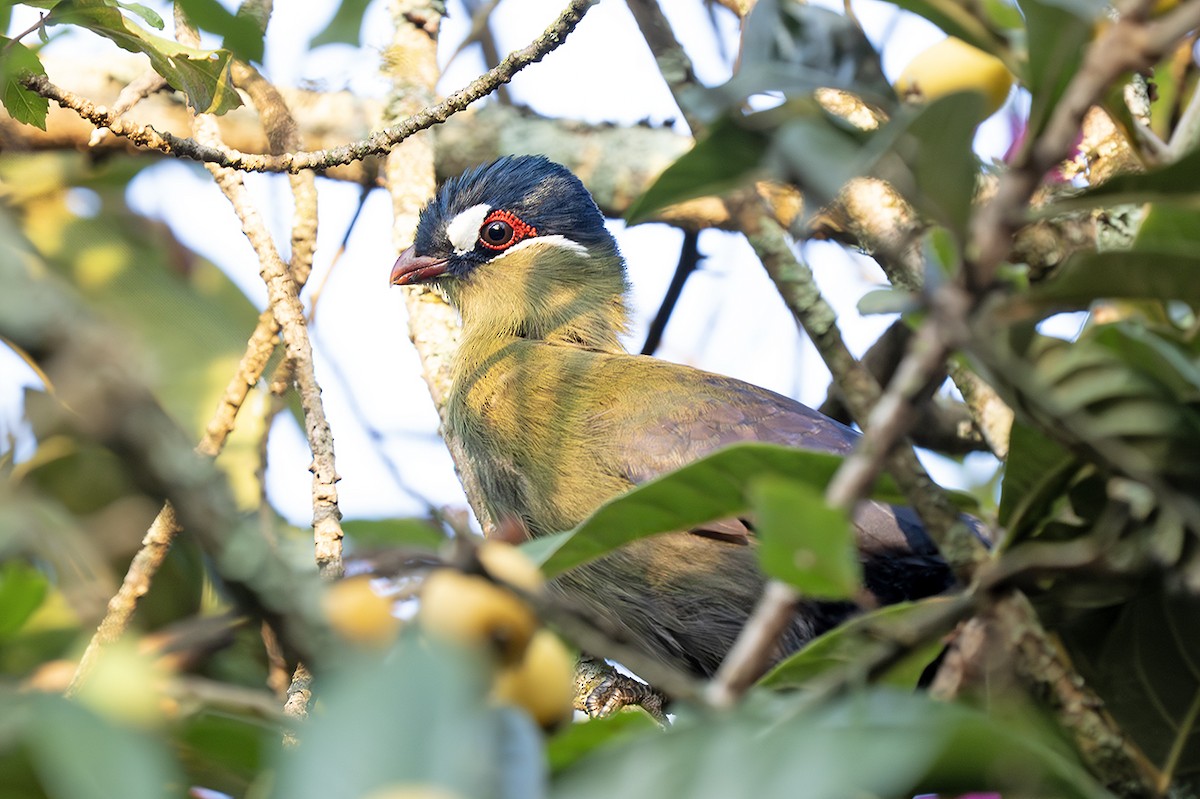Hartlaub's Turaco - ML643028054