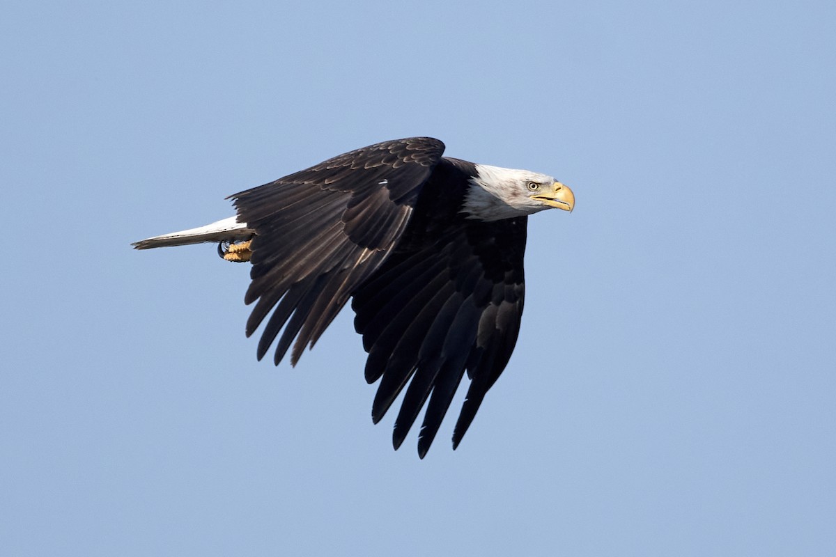 Bald Eagle - ML643028074