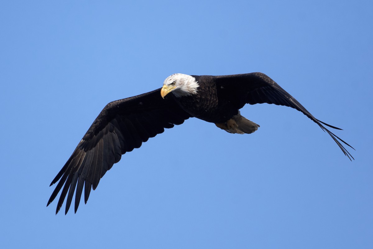 Bald Eagle - ML643028076