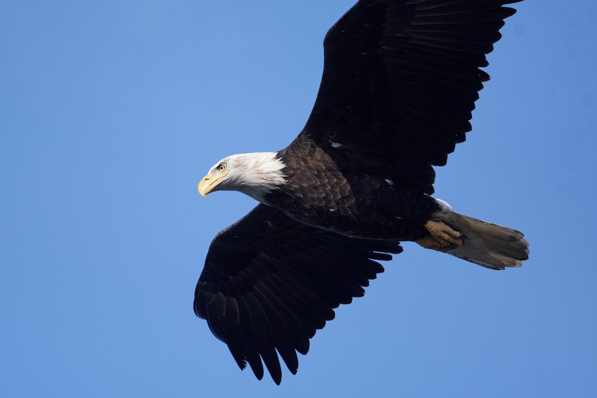 Bald Eagle - ML643028077