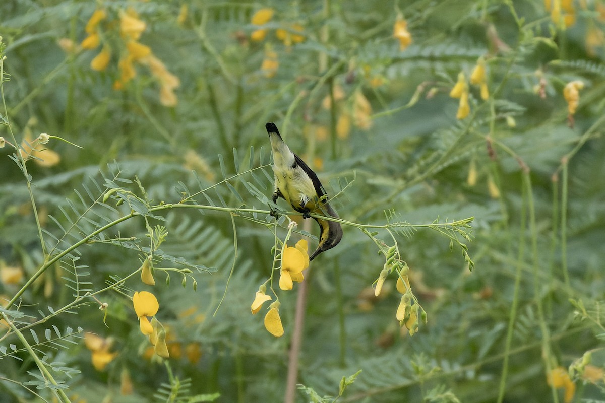 Purple Sunbird - ML643028086