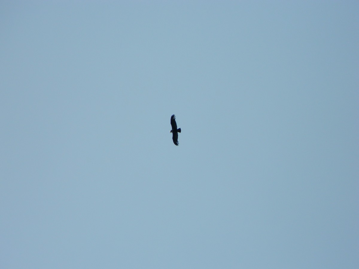 Andean Condor - ML643028096