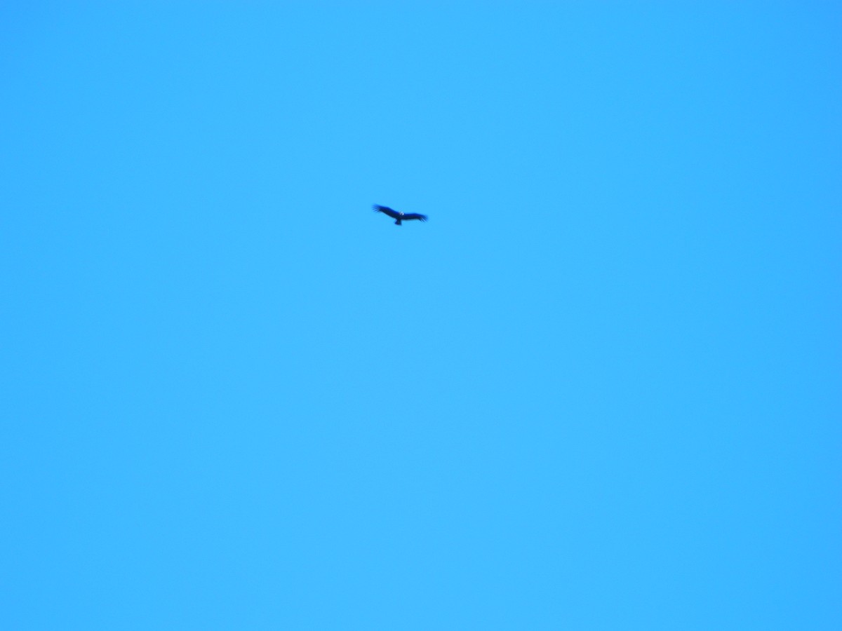 Andean Condor - ML643028098