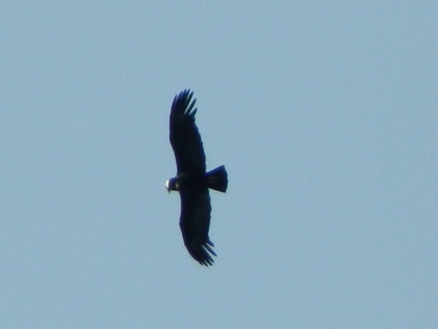 Andean Condor - ML643028100