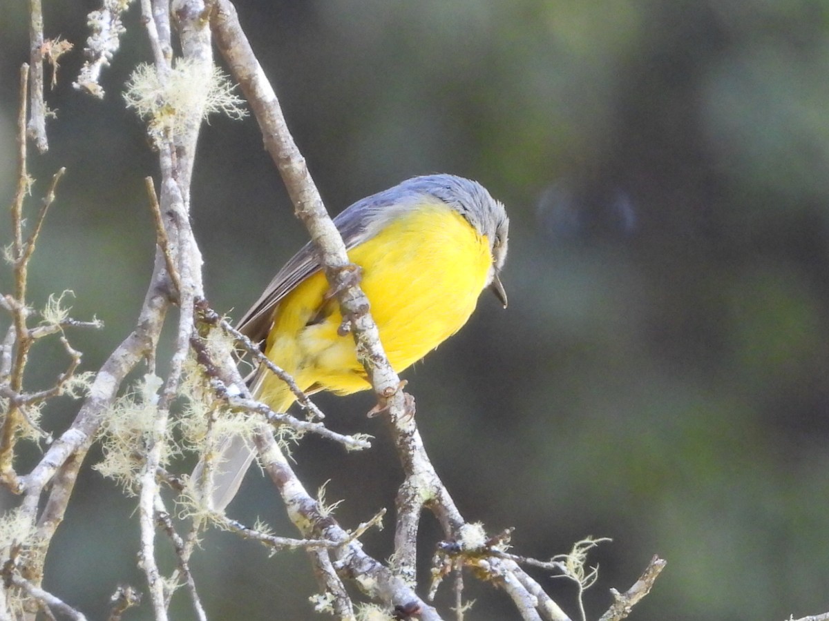 Eastern Yellow Robin - ML643028120