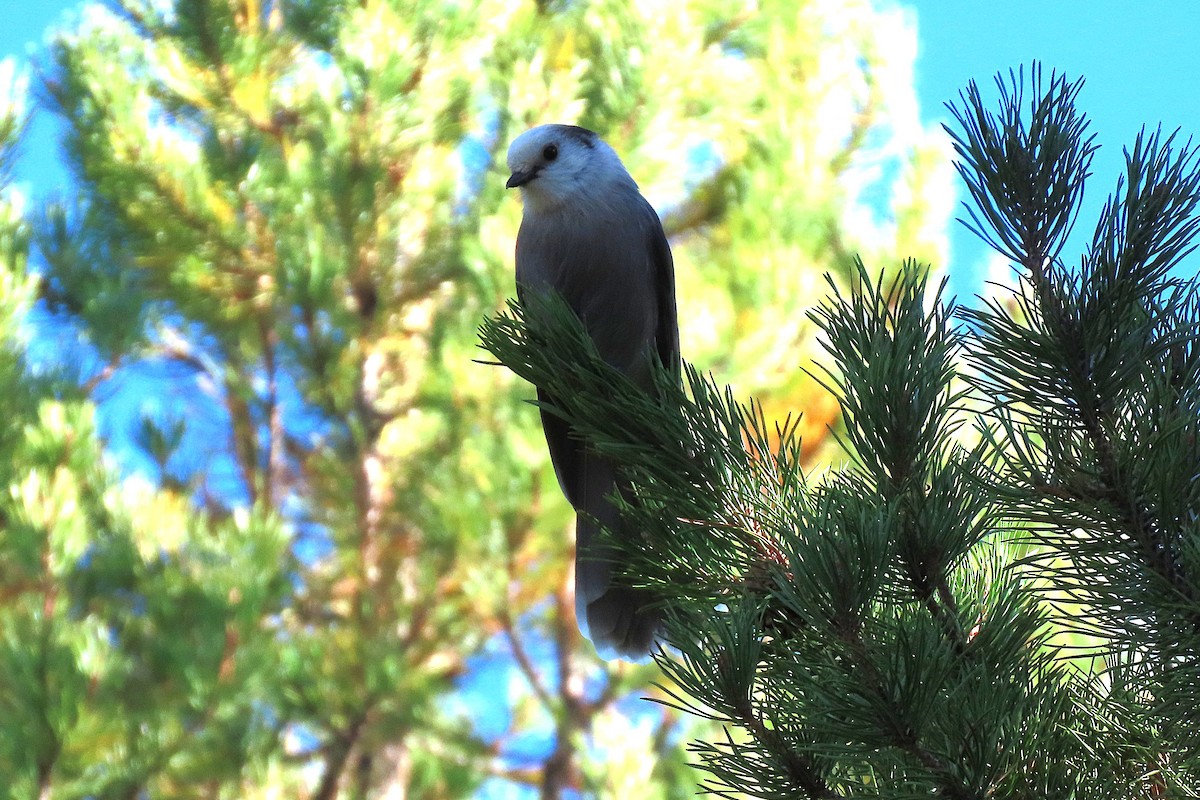 Canada Jay - ML643028129