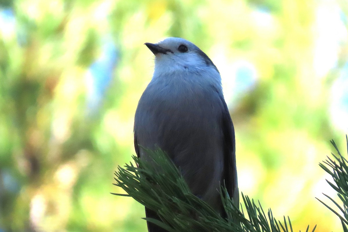Canada Jay - ML643028130