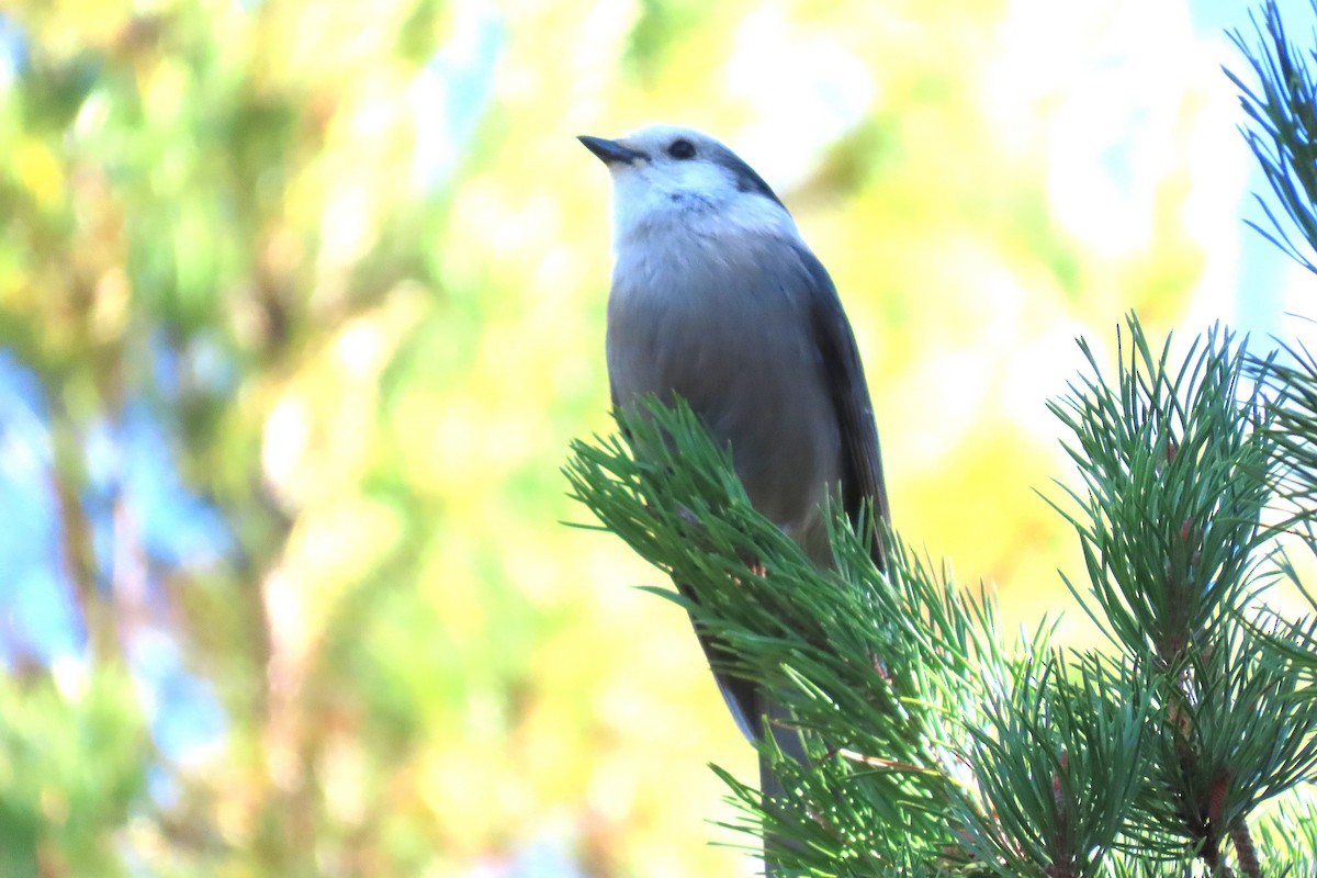 Canada Jay - ML643028131