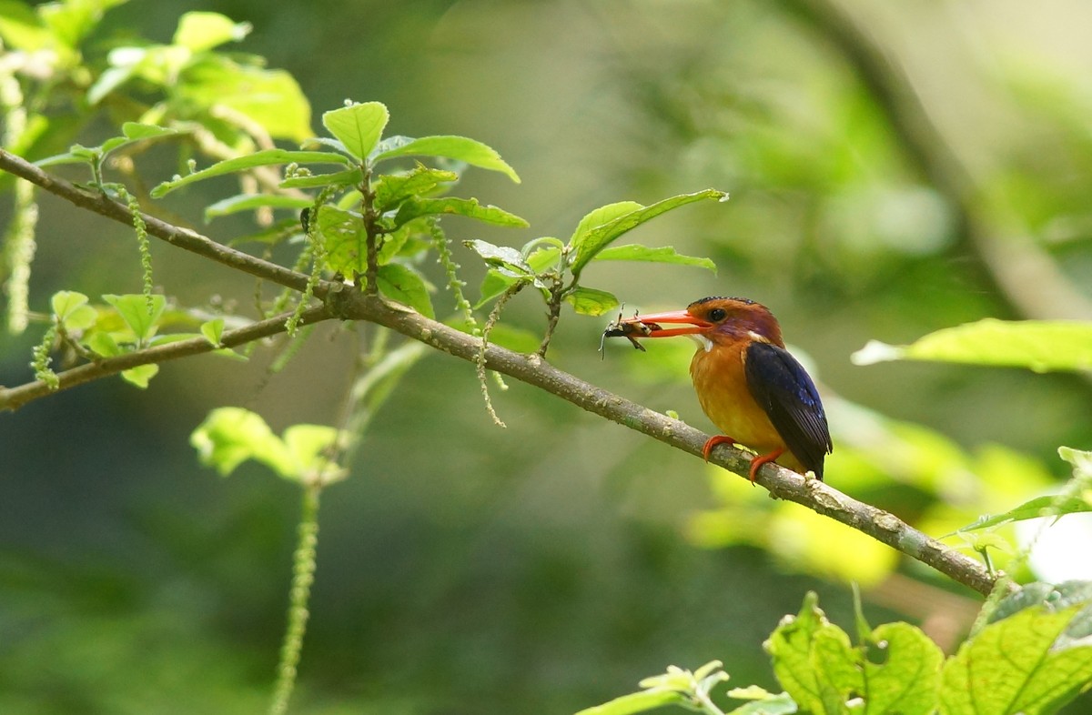 African Pygmy Kingfisher - ML643028133